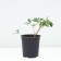 PION Milk -flowered Office Mutabilis captivity, pot C3, 1 pc, Summer 2024