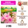 Flox "Rosa Pastella" rr I, 2 pcs,