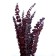 Sukhotzet "eucalyptus tree", red, 10 pcs. packaged