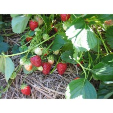 Strawberry Garden Malvina, P9 Pot, 1 pc, summer 2024