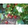 Strawberry Garden Malvina, P9 Pot, 1 pc, summer 2024