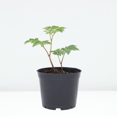 PION Milk -flowered commander performance, pot C3, 1 pc, summer 2024-1