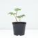 PION Milk -flowered commander performance, pot C3, 1 pc, summer 2024