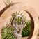 Interior souvenir in the wooden ring "Dance" 30x8x33 cm