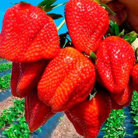 Strawberries of Frigi Anais (anais) a (9-15 mm), p9 pot