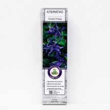 Clematis botanical 