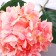 Artificial flowers "Extra hydrangea" D-16 cm 55 cm, pink