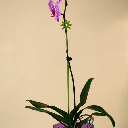 Support for orchids, h = 44 cm, plastic, green, mix-2