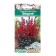 Lobelia seeds beautiful "star", 3 pcs