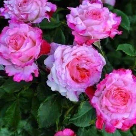 Seedling rose Floribunda "VAZ Pikoti", tube, 1 pc, spring 2025