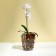 Pot for orchids, 2 l, 12.5 × 19.5 cm, plastic, transparent