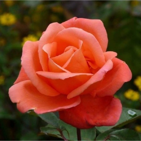 Seedling rose tea-hybrid "vase Orinj", tube, 1 pc, spring 2025