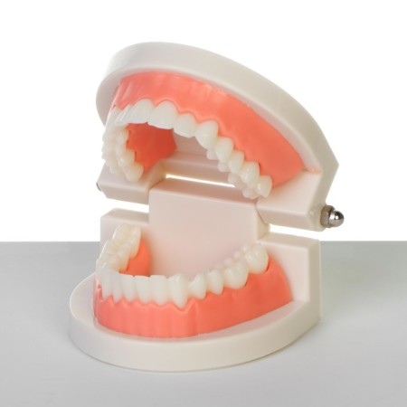 Model "Human Jaw" 8*8*5cm-2