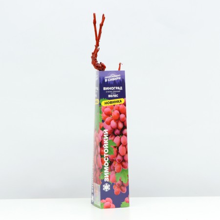 Veles Grapes seedling, 1 pc, spring 2024-1