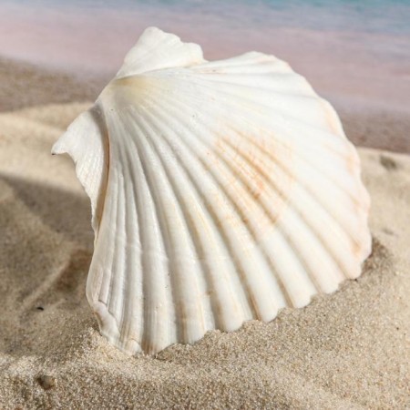 Shell decorative scallop, 10-12 cm-3