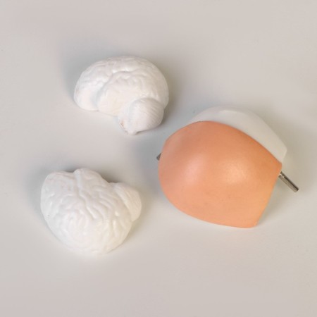 Model "Koms of a Human" collapsible 28*11*7cm-6