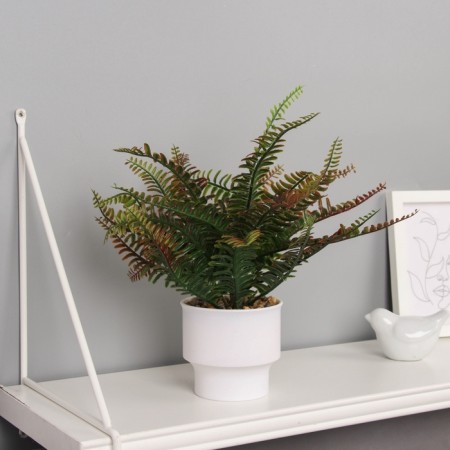 Bonsai in the Pot "Nephrolepis Lady" 24x9 cm, mix