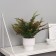 Bonsai in the Pot "Nephrolepis Lady" 24x9 cm, mix