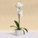 Flower pot, d = 12.5 cm, 1 l, plastic, beige