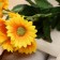 Bouquet "Astra Gala" 2.5x30 cm, yellow