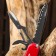 Swiss knife "Master K" 12V1, red
