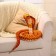 Soft toy "Cobra", 30 cm/200 cm, yellow color