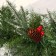 Hirland "Winter chic" 270 cm 220 branches d-25 cm branch 12.5x5 cm