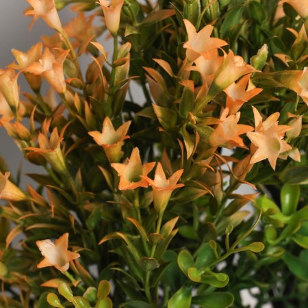 Bonsai in the Liliana Premium pot 25x12 cm, mix-1