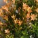 Bonsai in the Liliana Premium pot 25x12 cm, mix
