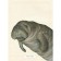 Encyclopedia of amazing animals. Sami Bailey