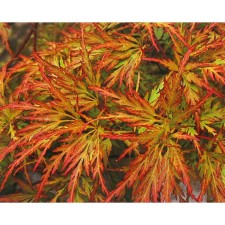 Dlanical maple seedlings 