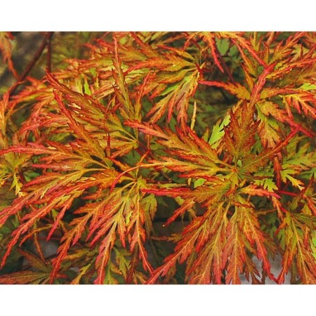 Dlanical maple seedlings "Seiryu", P9 pot, summer 2024