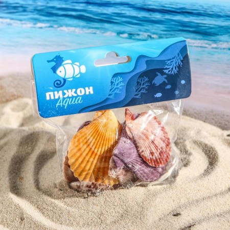 Set of shells Pecten Vequilum medium, 4 - 6 cm, 100 g-3
