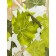 Texrepublic blanket, size 200x220 cm, green color