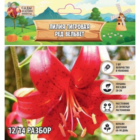 Lilia Tiger "Red Velvet", rr 12/14, 2 pcs, spring 2024