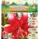 Lilia Tiger "Red Velvet", rr 12/14, 2 pcs, spring 2024