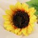 Artificial flowers "sunflower" 12x43 cm, yellow