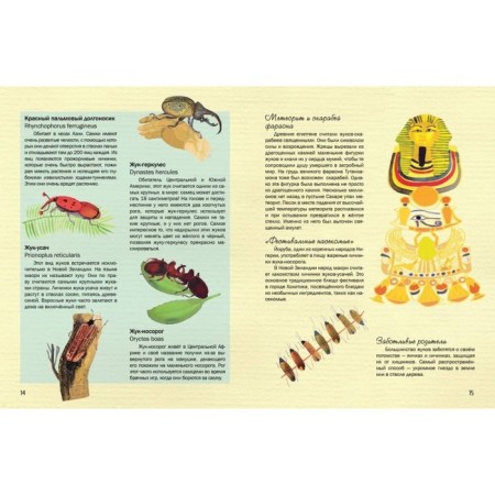 Insects. An amazing little world. Grimaldi P.-3