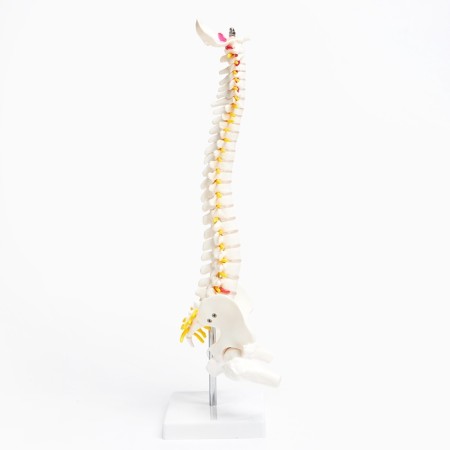 Ladmer's model "Human spine" 44*12cm-9