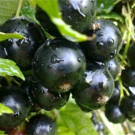 Currant Black Dobrynya, C2 pot, H20-40 Height, 1 pc, summer 2024