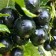 Currant Black Dobrynya, C2 pot, H20-40 Height, 1 pc, summer 2024