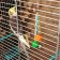 Toy for birds "rattle", mix