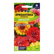 Chrysanthemum seeds 