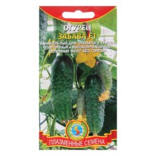 Seeds Cucumber 
