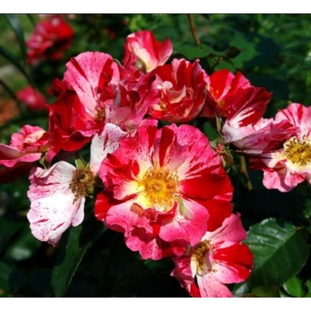 Seedling rose Hanabi, climbing, pot 2 l., Summer 2024