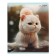 Notebook of 48 sheets in the cage "Winter cats", covered cardboard, matte lamination, selective UV-lame, block 60g/m2, mix