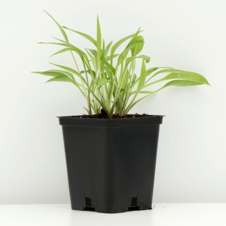 Khosta lanceolate, P9 pot, 1 pc, spring 2024-1