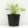 Khosta lanceolate, P9 pot, 1 pc, spring 2024