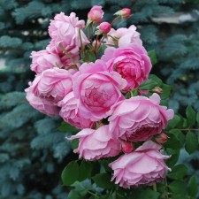 Sahenian Rose 
