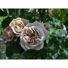 Seedling rose Plesy 